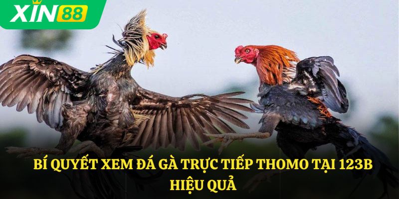 Bí quyết xem đá gà trực tiếp Thomo tại 123B hiệu quả