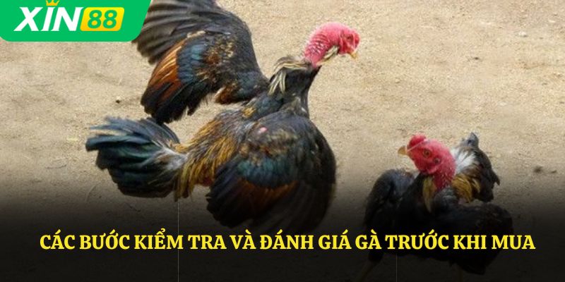 Các bước kiểm tra và đánh giá gà trước khi mua