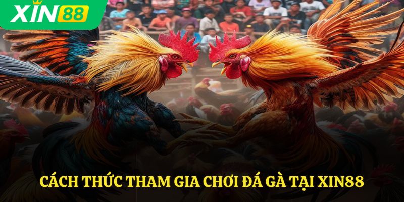 Cách thức tham gia chơi đá gà tại Xin88
