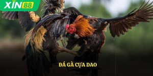 Đá Gà Cựa Dao