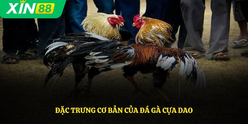 Đặc trưng cơ bản của đá gà cựa dao