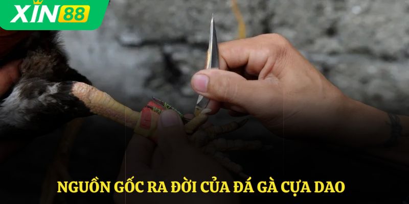 Nguồn gốc ra đời của đá gà cựa dao