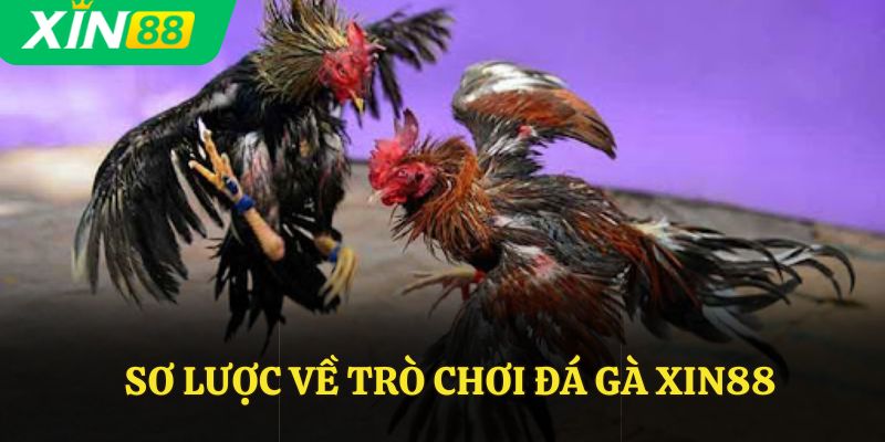 Sơ lược về trò chơi đá gà Xin88