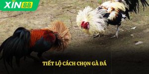 Tiết Lộ Cách Chọn Gà Đá