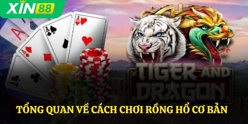 Tổng quan về cách chơi rồng hổ cơ bản