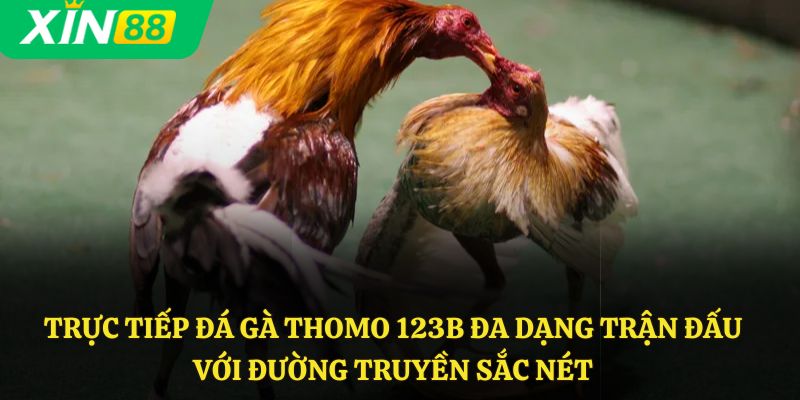 Trực tiếp đá gà Thomo 123B đa dạng trận đấu với đường truyền sắc nét