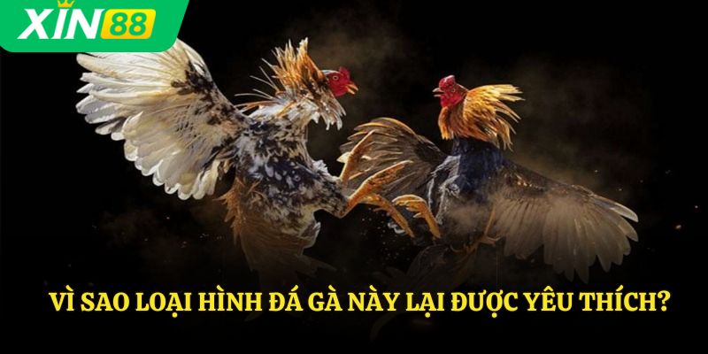 Vì sao loại hình đá gà này lại được yêu thích?