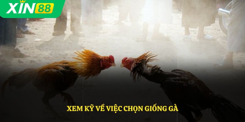 Xem kỹ về việc chọn giống gà