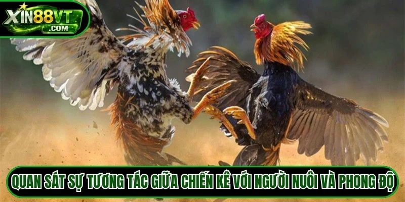 Quan sát sự tương tác giữa chiến kê với người nuôi và phong độ